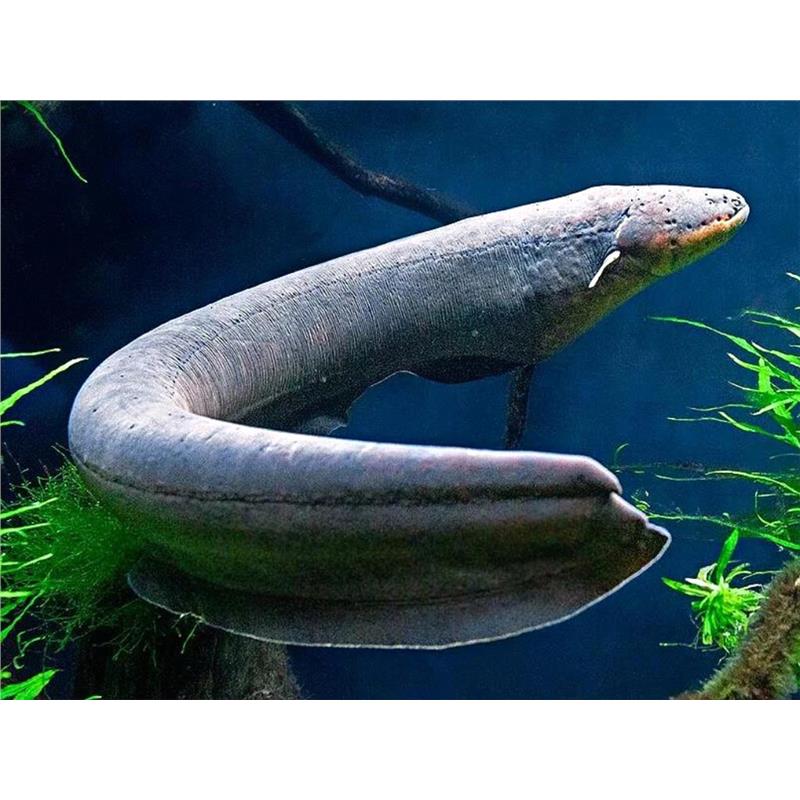 Tipar electric Electrophorus electricus (Electric eel) - imagine 3